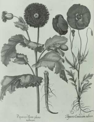 Besler, Basilius und Hieronymus: Klatschmohn (Papaver rhoesa L.)