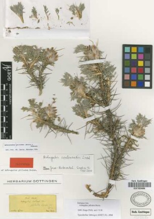 Astragalus ptilodes Boiss. [isotype]
