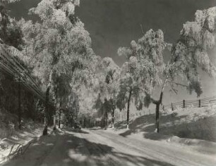 Osterzgebirge. Birken mit Raureif an der Straße nach Frauenstein