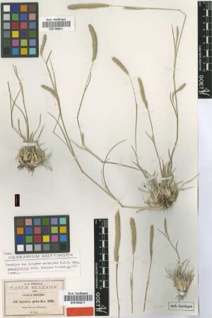 Lycurus phleoides Kunth var. Beal glaucifolius[isotype]