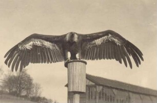 Adlerwarte Berlebeck, ein Adler. Detmold