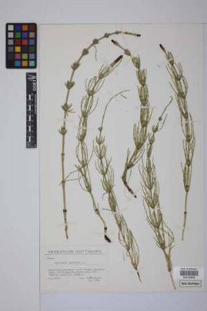 Equisetum palustre L.
