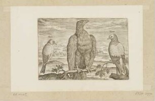 Bachstelze, Adler und Turteltaube, Blatt 17 der Folge "Vögel"