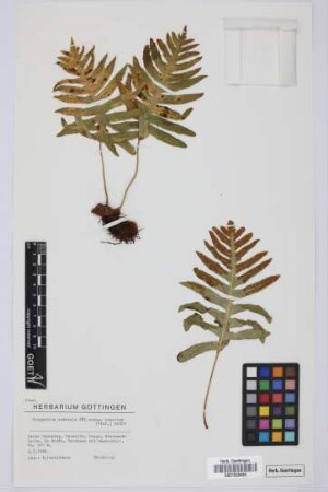 Polypodium australe azoricum (Carv. Vasc.) E.Nardi