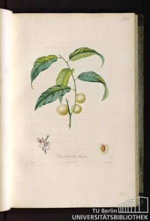 Pl. XIV. Avant pèche blanche.