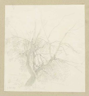 Baum mit kurzem Stamm