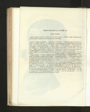 Pl. 43.