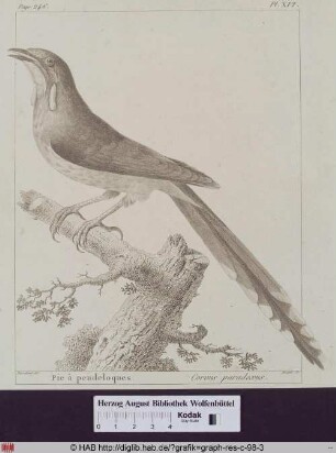 Abbildung eines Corvus Paradoxus(Gelblappen-Honigfresser).