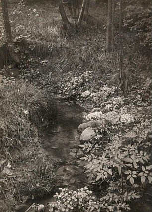Mengwald mit Bach im Sommer. Ansicht mit Wald-Engelwurz (Angelica sylvestris) und Bachbunge (Veronica beccabunga)
