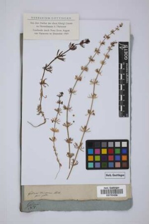 Galium tricorne With.