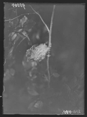 Pirol : Rochlitzer Berg, ausgeflogener Pirol (Oriolus oriolus Linnaeus). Jungvogel.