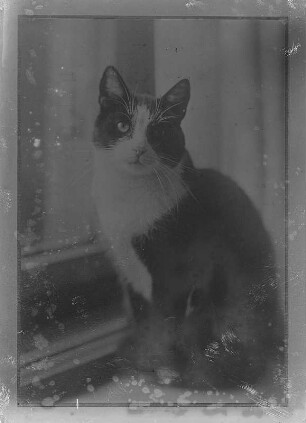 Sitzende Katze