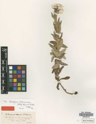 Helichrysum formosissimum Sch.Bip. ex A.Rich. [isotype]