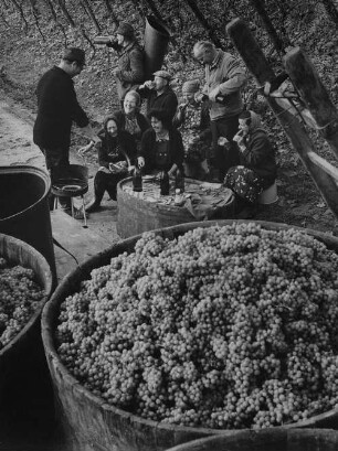 Archivfotografie "arbeit_wein_lese_22529"