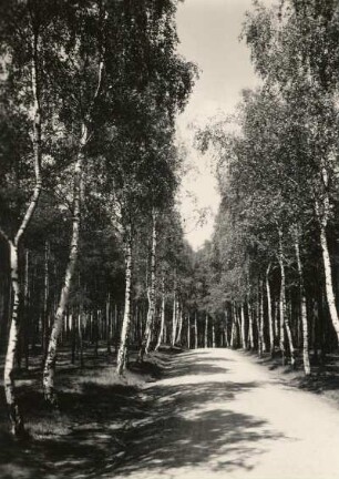 Moritzburger Teichgebiet. Birkenheide mit Waldweg