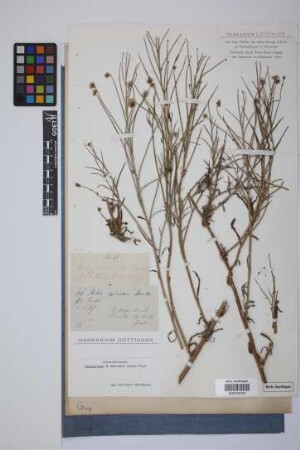Aster spinosus Benth.