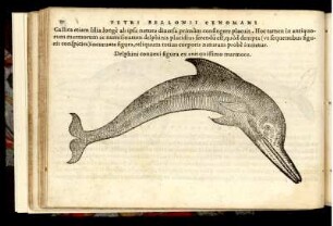Delphini convexi figura ex antiquissimo marmore