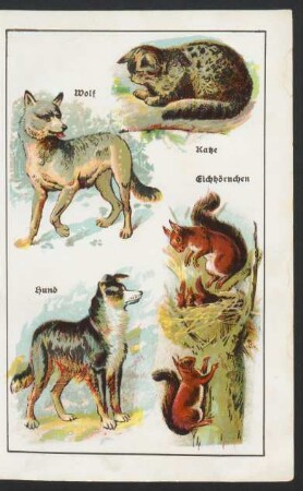 Tafel: Wolf. Katze. Eichhörnchen. Hund.