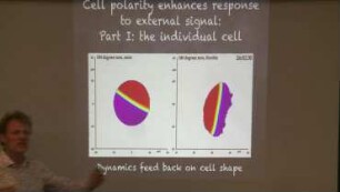 Getting into Shape: intracellular dynamics coupled to cell shape changes triggers emergent tissue responses