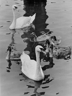 Eine Schwanenfamilie auf der Alster