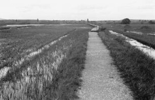 Weg zum Federsee : Blick auf den Weg zum Federsee im Moor bei Bernau