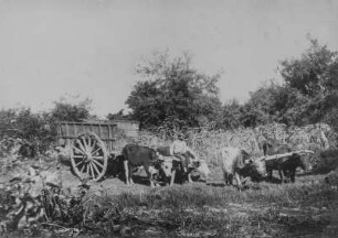 Ochsenkarren : Ein Ochsenkarren mit vier Ochsen und einem Mann auf einem Feld