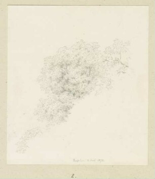 Baumkronen