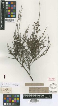 Osyris alba L. var. Griseb. serotina[holotype]