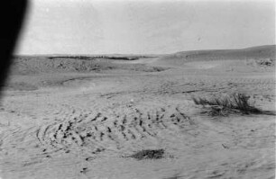 Wüste : Blick auf eine Steppe mit Wanderdüne