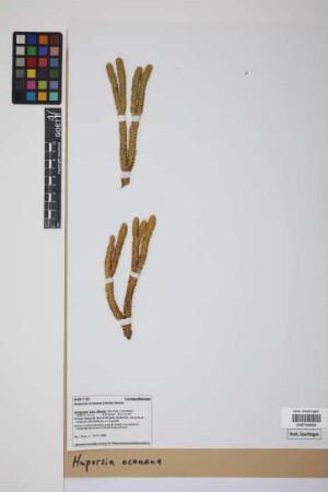 Phlegmariurus ocananus (Herter) B. &Oslash;llg.