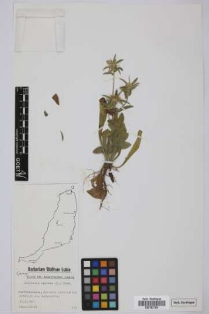 Pallenis spinosa (L.) Cass.