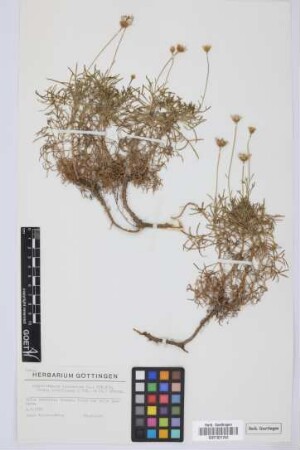 Argyranthemum frutescens parviflorum (Pit. & Proust) Humphries