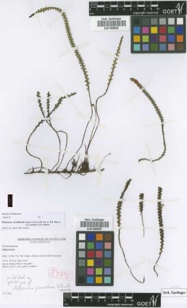 Melpomente moniliformis (Lag. ex Sw.) A.R.Sm. & R.C.Moran var. Lehnert paradoxa