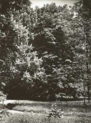 Diesbar-Seußlitz. Schlosspark