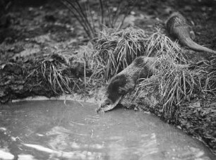 Zwei Fischotter am Wasser