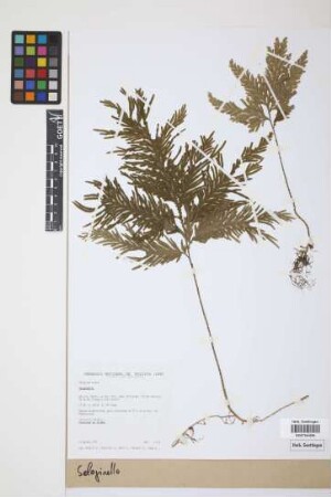 Selaginella P. Beauv.