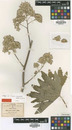 Cacalia peltata Kunth