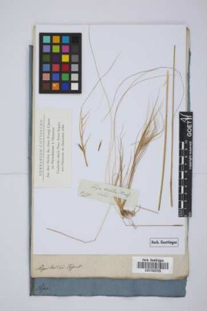 Stipa tortilis Desf.