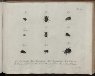 [2], Theil 3, Taf: Natursystem aller bekannten in- und ausländischen Insekten als eine Fortsezzung der von Büffonschen Naturgeschichte: Nach dem System des Ritters Carl von Linne bearbeitet. [2]. Der Käfer ... Theil. Theil 3, Taf