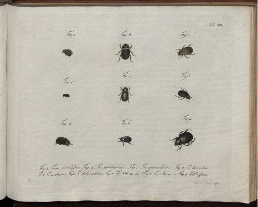 [2], Theil 3, Taf: Natursystem aller bekannten in- und ausländischen Insekten als eine Fortsezzung der von Büffonschen Naturgeschichte: Nach dem System des Ritters Carl von Linne bearbeitet. [2]. Der Käfer ... Theil. Theil 3, Taf