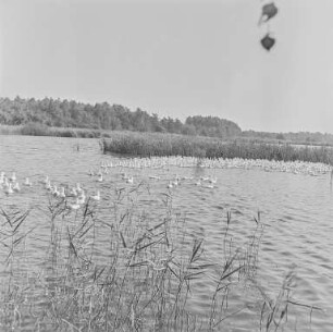 Teichaufnahmen : Lausitzer Teichgebiet