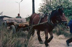 Pferdetransport von Mühlstein