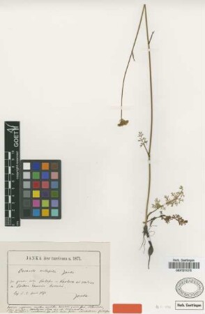 Oenanthe millefolia Janka [isotype]