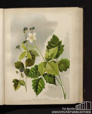 Rubus caesius Linné. Brombeere.