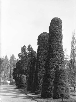 Moritzburg, Schlossgarten. Mittelallee mit Formbäumen (Fichte [Picea abies])
