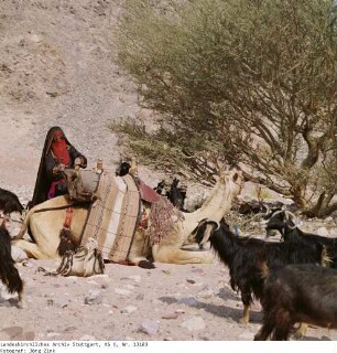 Wanderung, Aufbruch - Sinai - Familie Salem