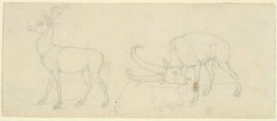 Ein Hirsch und ein Steinbock, der sich reibt