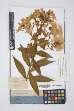 Phlox undulata Ait
