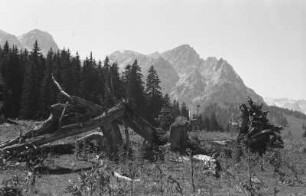 Abgestorbener Baum : Abgestorbener Baum nahe eines Bergmassivs.