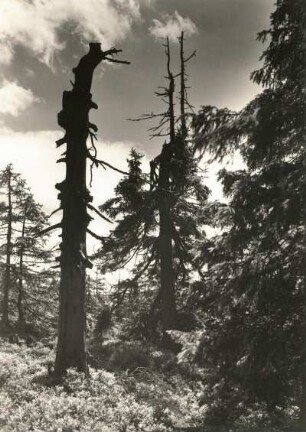 Osterzgebirge. Wetterfichten am Kahleberg